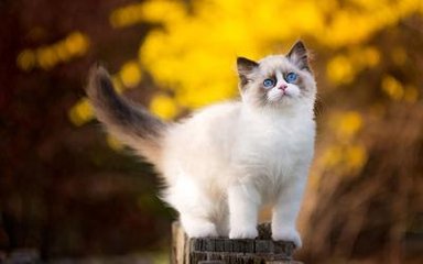 黑镜在哪里看